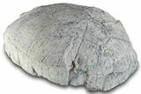 Fossil Tortoise (Testudo) Shell - South Dakota #265288-2